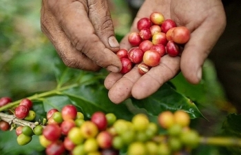 Giá cà phê có thể biến động giằng co do thông tin trái chiều