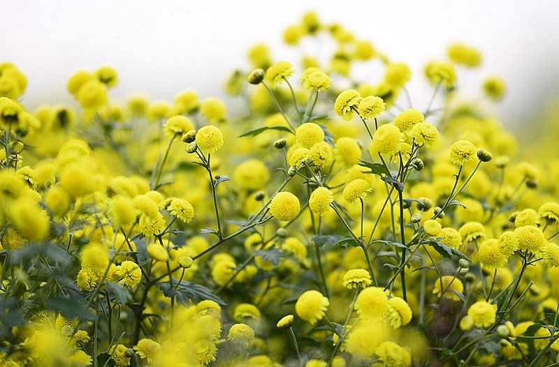 Hoa cúc chi từ lâu đã được biết đến là một loại thảo mộc đặc trưng của mùa đông. Ảnh minh họa Hoa cúc chi từ lâu đã được biết đến là một loại thảo mộc đặc trưng của mùa đông. Ảnh minh họa