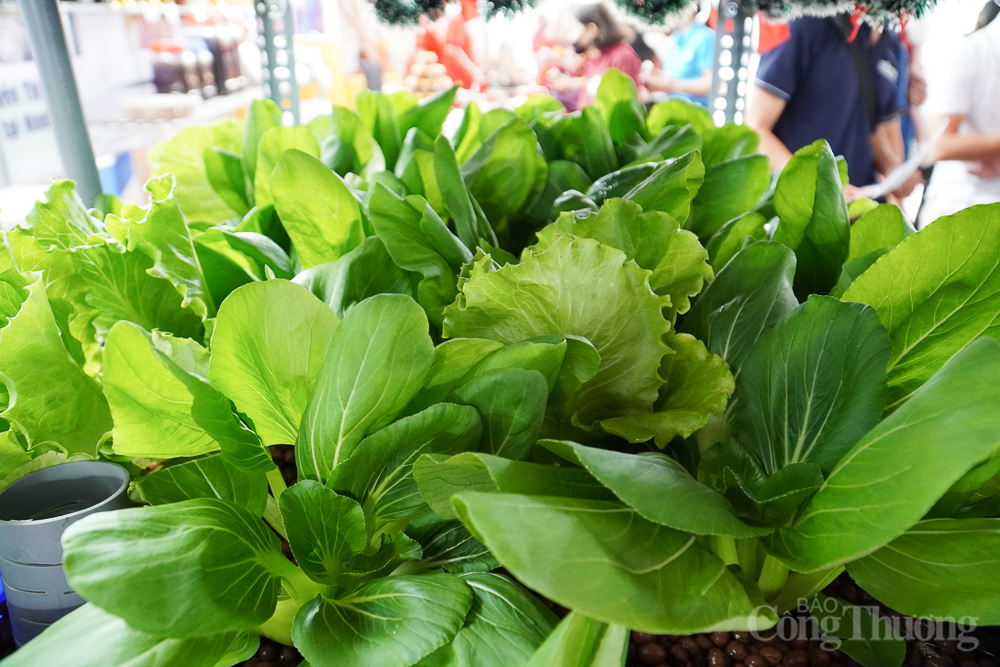 Khánh Hòa: Đa dạng sản phẩm khởi nghiệp thanh niên vùng đồng bào dân tộc và miền núi