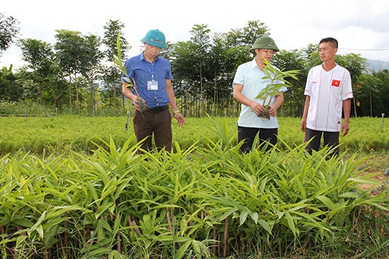 Vườn ươm giống cây sa nhân của Ban Quản lý rừng đặc dụng phòng hộ Sốp Cộp (Ảnh: S.T) Vườn ươm giống cây sa nhân của Ban Quản lý rừng đặc dụng phòng hộ Sốp Cộp (Ảnh: S.T)