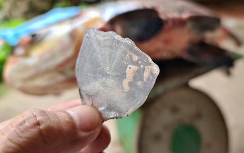 Cần Thơ: Ngư dân bắt được cá trà sóc khủng, quý hiếm trên sông Hậu Cần Thơ: Ngư dân bắt được cá trà sóc khủng, quý hiếm trên sông Hậu