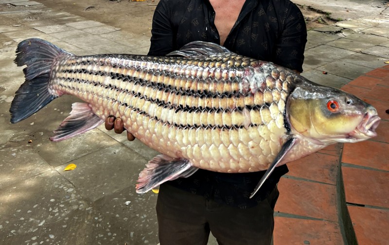 Cần Thơ: Ngư dân bắt được cá trà sóc khủng, quý hiếm trên sông Hậu Cần Thơ: Ngư dân bắt được cá trà sóc khủng, quý hiếm trên sông Hậu
