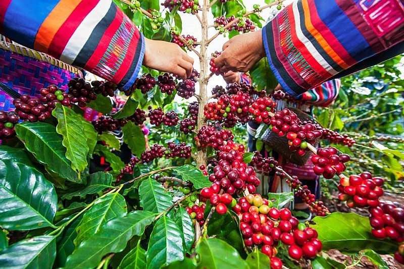 Giá cà phê trong nước ngày 8/12 giảm nhẹ. Ảnh minh họa Giá cà phê trong nước ngày 8/12 giảm nhẹ. Ảnh minh họa