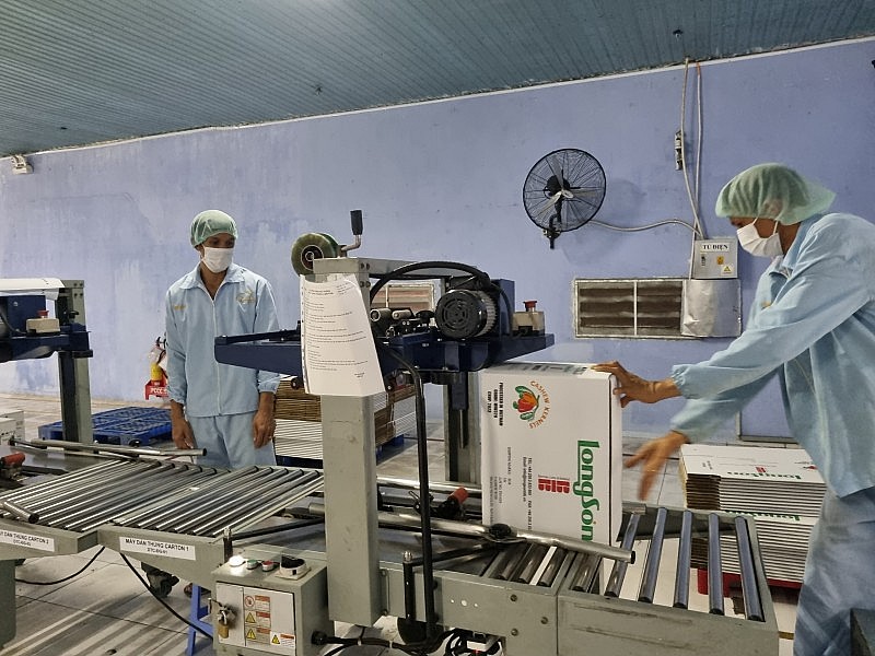 Triển vọng xuất khẩu điều trong năm 2024 Triển vọng xuất khẩu điều trong năm 2024