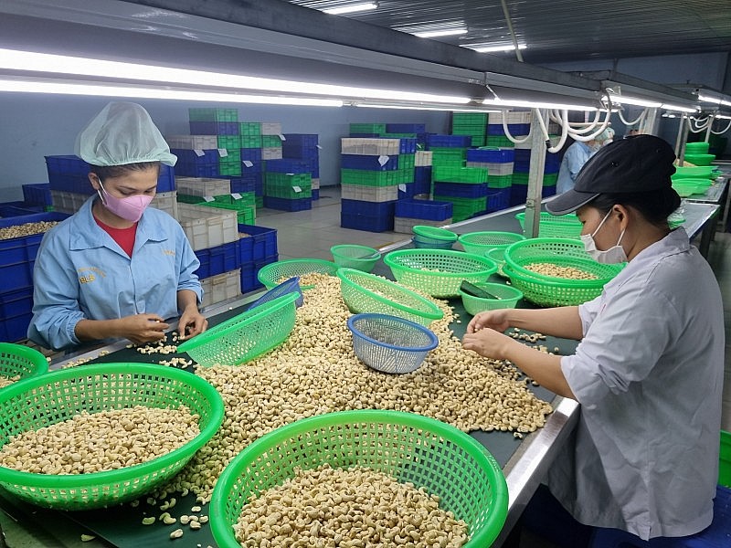 Triển vọng xuất khẩu điều trong năm 2024 Triển vọng xuất khẩu điều trong năm 2024