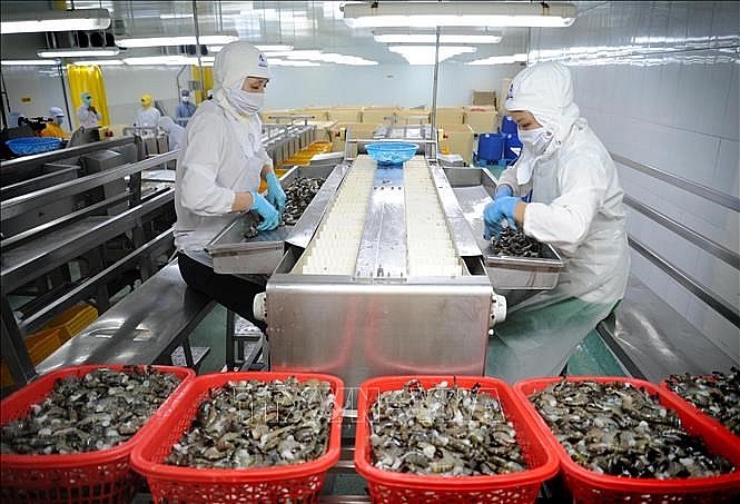 Doanh nghiệp chế biến xuất khẩu tôm. Ảnh Doanh nghiệp chế biến xuất khẩu tôm. Ảnh