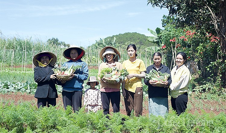 Mô hình rau hữu cơ đang được Central Retail chắp cánh để phát triển ở kênh bán lẻ Hiện đại Mô hình rau hữu cơ đang được Central Retail chắp cánh để phát triển ở kênh bán lẻ Hiện đại