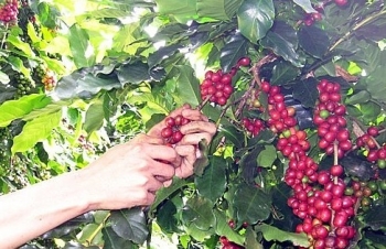 Xuất khẩu cà phê tăng mạnh tại Việt Nam có thể gây sức ép lên giá