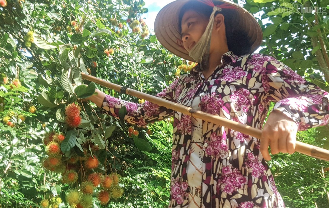 Chôm chôm Bến Tre được cấp chứng nhận chỉ dẫn địa lý Chôm chôm Bến Tre được cấp chứng nhận chỉ dẫn địa lý