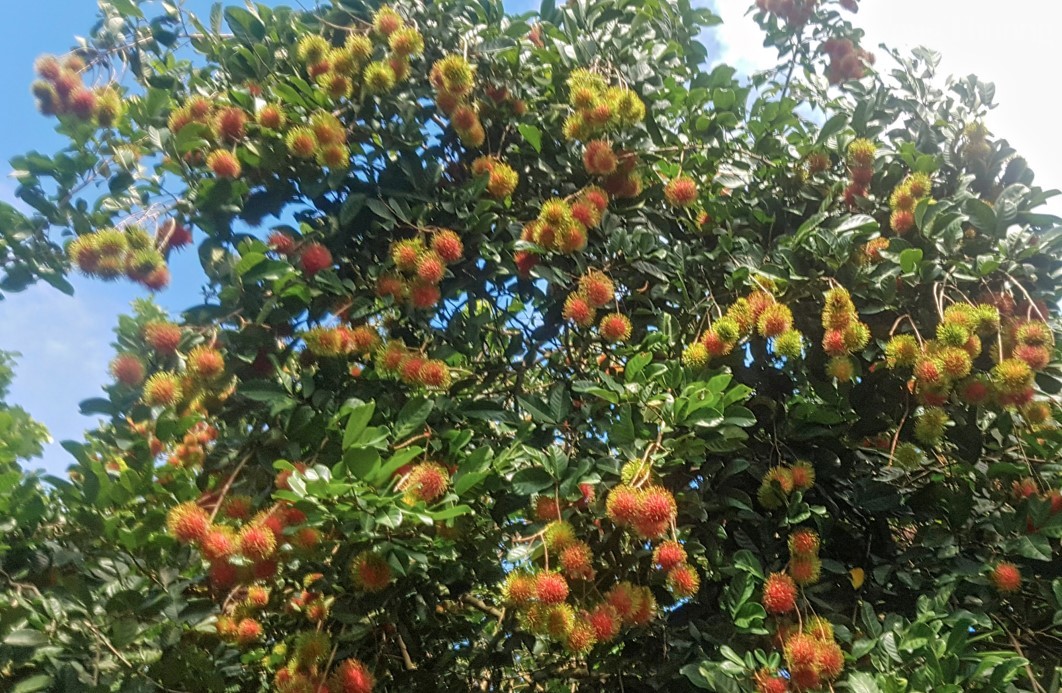 Chôm chôm Bến Tre được cấp chứng nhận chỉ dẫn địa lý Chôm chôm Bến Tre được cấp chứng nhận chỉ dẫn địa lý