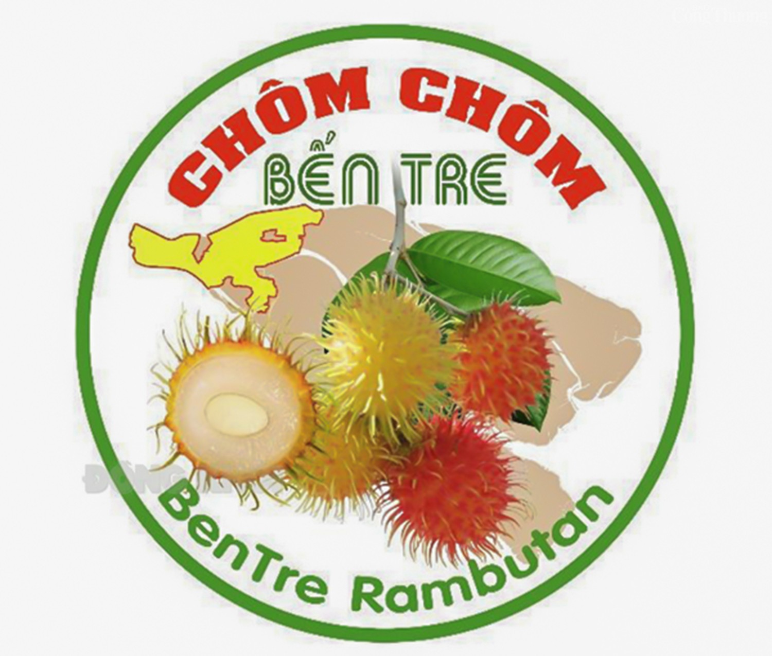 Chôm chôm Bến Tre được cấp chứng nhận chỉ dẫn địa lý Chôm chôm Bến Tre được cấp chứng nhận chỉ dẫn địa lý