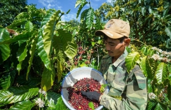 Giá cà phê Arabica vẫn có thể tăng dù thông tin cơ bản trái chiều