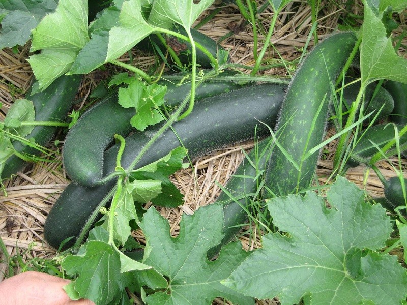 Bí xanh - thực phẩm vàng cho sức khỏe Bí xanh - thực phẩm vàng cho sức khỏe