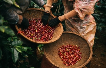 Giá cà phê mới nhất ngày 13/12/2023: Thị trường trong nước tăng mạnh 1.800 đồng/kg