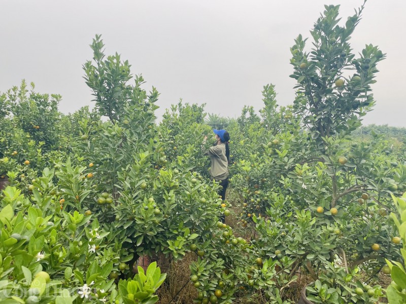 Hà Nội: Quất Tàm Xá “bung hàng” chào Xuân, giá nhiều biến động Hà Nội: Quất Tàm Xá “bung hàng” chào Xuân, giá nhiều biến động