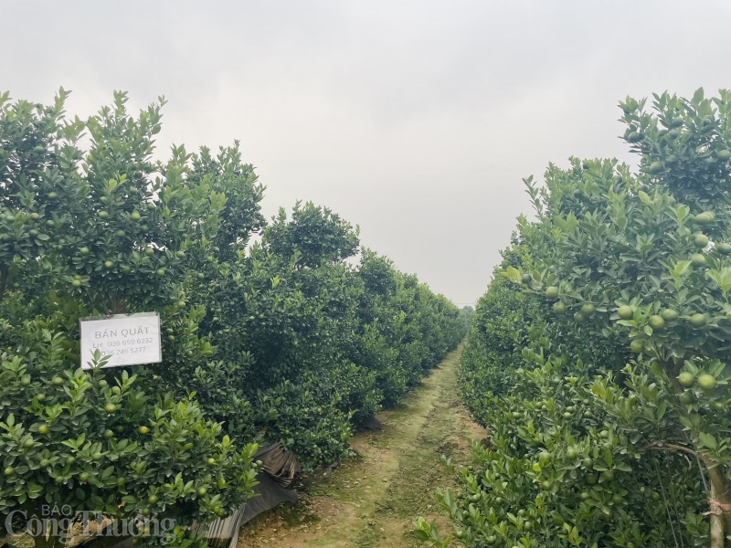 Hà Nội: Quất Tàm Xá “bung hàng” chào Xuân, giá nhiều biến động Hà Nội: Quất Tàm Xá “bung hàng” chào Xuân, giá nhiều biến động