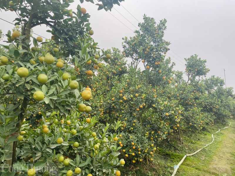 Hà Nội: Quất Tàm Xá “bung hàng” chào Xuân, giá nhiều biến động Hà Nội: Quất Tàm Xá “bung hàng” chào Xuân, giá nhiều biến động