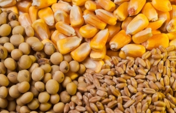 Nhóm nông sản đồng loạt suy yếu trước chính sách kinh tế mới tại Argentina