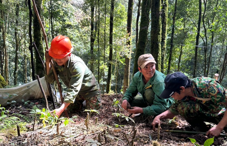 Kon Tum: Phát triển kinh tế dược liệu, cầu nối mang đến no ấm