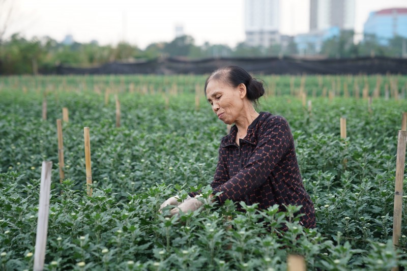 Nhìn những luống hoa tự tay chăm bẵm cả năm trời giờ lại chuẩn bị bỏ không, bà Nguyễn Thị Mùi ở phường Tây Tựu cho biết hoa cúc dù giá rẻ vẫn không có người mua. 