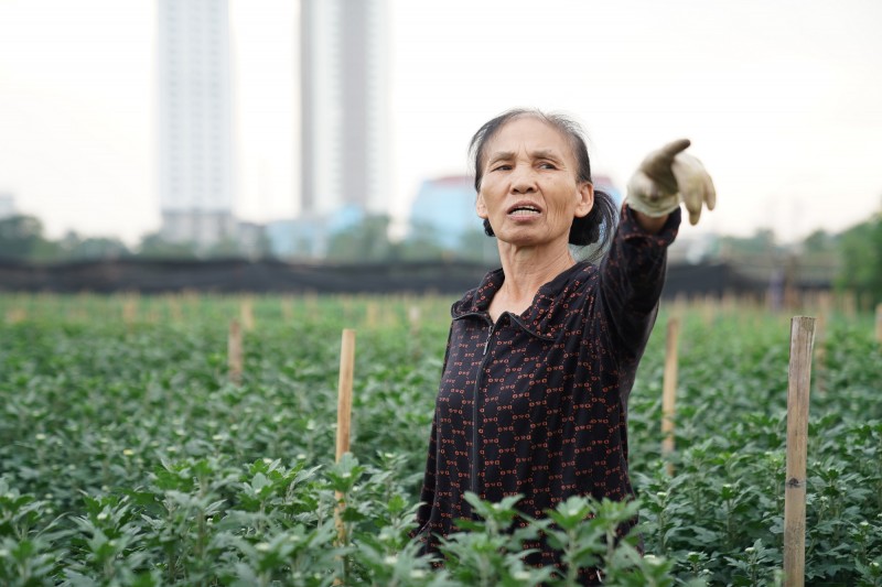 “Buồn lắm, cúc rẻ bèo cũng không có người mua, ai đời hoa cúc 30 nghìn đồng/50 bông trong khi tầm này năm ngoái đã bán được 4-5 nghìn đồng/bông. Làm cả năm chỉ trông chờ vào hoa, nhà nào cũng trồng 4-5 sào nhưng giờ đã mất mùa còn mất công phá để lấy đất trồng rau ăn tết”, bà Mùi nói.