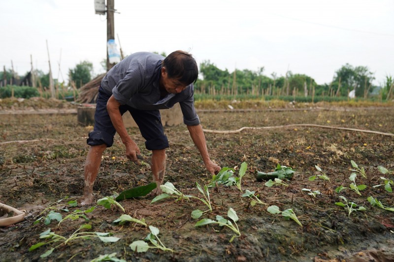 Mới phá bỏ 2 sào, gia đình ông Phạm Công Luân (Tây Tựu) 
