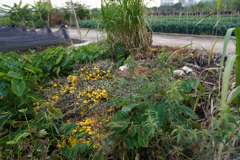 Không thể bán được hoa, họ đành mang về phơi rồi đốt lấy tro bón ruộng.