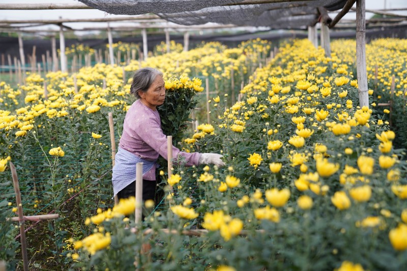 Theo người dân Tây Tựu, thời tiết năm nay không ủng hộ nên nhiều vườn hoa ở đây không được đẹp như hoa Đà Lạt. Do đó, cúc Tây Tựu hạ giá cũng không ai mua.