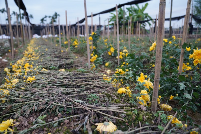 Nhiều ruộng hoa đến thời điểm thu hoạch nhưng không bán được nên chủ vườn đành cắt bỏ.