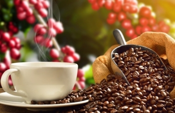 Giá cà phê có thể biến động mạnh trước thông tin trái chiều