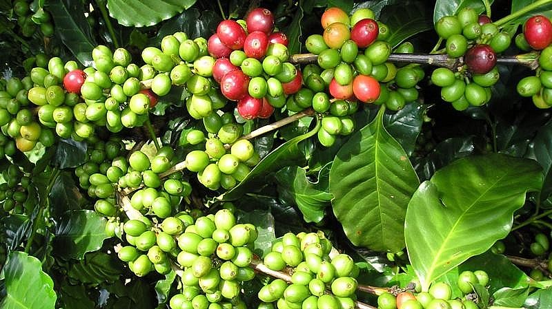 Giá cà phê trong nước ngày 15/12 tăng phiên thứ 5 liên tiếp. Ảnh minh họa Giá cà phê trong nước ngày 15/12 tăng phiên thứ 5 liên tiếp. Ảnh minh họa