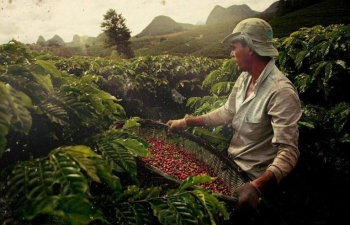 Giá cà phê Arabica có thể kiểm tra kháng cự 195 cents/pound