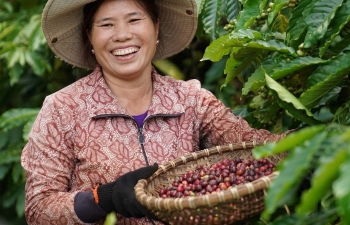 Giá cà phê hôm nay, ngày 20/12/2023: Giá cà phê trong nước quay đầu