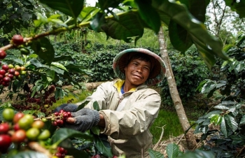 Giá cà phê mới nhất ngày 20/12/2023: Thị trường trong nước giảm nhẹ 400 đồng/kg