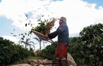 Giá cà phê mới nhất ngày 21/12/2023: Thị trường cà phê trong nước tăng kỷ lục 2.700 đồng/kg