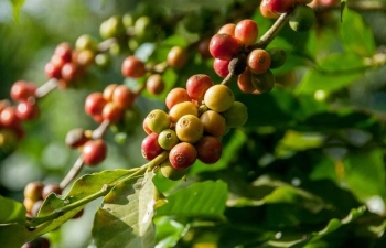 Giá cà phê mới nhất ngày 22/12/2023: Thị trường trong nước giảm mạnh 1.600 đồng/kg