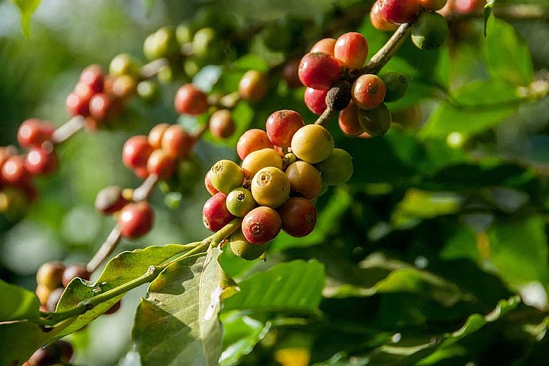 Giá cà phê trong nước ngày 22/12 quay đầu giảm mạnh. Giá cà phê trong nước ngày 22/12 quay đầu giảm mạnh.