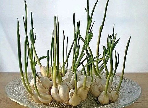 tỏi mọc mầm có hàm lượng chất dinh dưỡng cao gấp đôi với tỏi thường tỏi mọc mầm có hàm lượng chất dinh dưỡng cao gấp đôi với tỏi thường