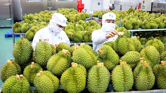 Năm 2023, xuất khẩu sầu riêng có thể cán mốc 2 tỷ USD. Nguồn: ITN