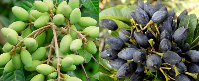 Quả trám - không những ngon miệng mà còn là vị thuốc quý Quả trám - không những ngon miệng mà còn là vị thuốc quý