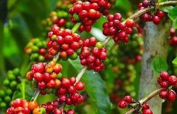 Giá cà phê mới nhất ngày 25/12/2023: Thị trường cà phê trong nước giữ ổn định