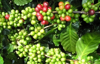 Giá cà phê Arabica có thể tăng lại sau khi nghỉ Lễ Giáng sinh