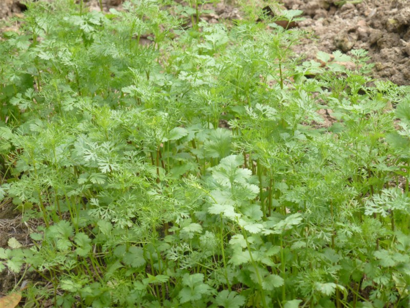 Rau mùi: Thần dược làm đẹp da Rau mùi: Thần dược làm đẹp da