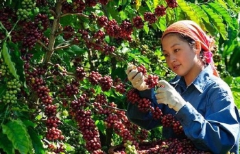Giá cà phê Arabica tăng phiên thứ tư liên tiếp trước lo ngại thiếu hụt nguồn cung