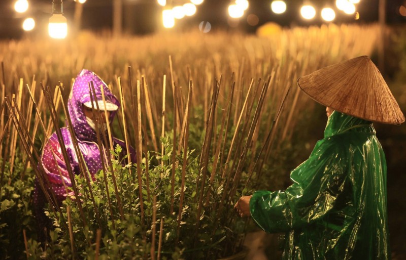 Thừa Thiên Huế: Làng hoa lớn nhất tất bật chuẩn bị cho Tết