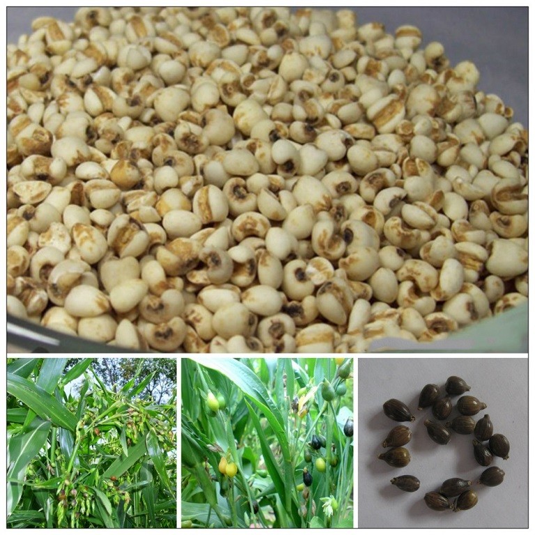 Bên cạnh nhiều tác dụng chữa bệnh, hạt ý dĩ còn được dùng trong làm đẹp, nếu sử dụng để chăm sóc da trong thời gian dài Bên cạnh nhiều tác dụng chữa bệnh, hạt ý dĩ còn được dùng trong làm đẹp, nếu sử dụng để chăm sóc da trong thời gian dài