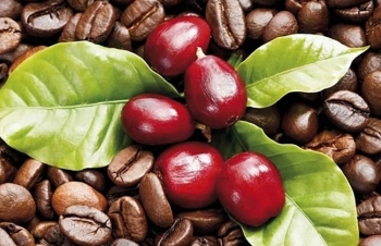 Giá cà phê mới nhất ngày 30/12/2023: Thị trường cà phê trong nước tăng cao 1.100 đồng/kg