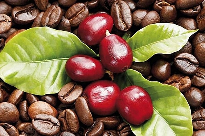Giá cà phê trong nước ngày 29/12 tăng 800-900 đồng/kg. Giá cà phê trong nước ngày 29/12 tăng 800-900 đồng/kg.