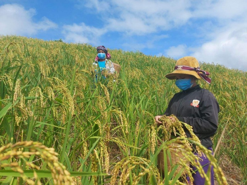 Mùa tuốt lúa rẫy ở Trọng Hoá (Ảnh: Xuân Thi) Mùa tuốt lúa rẫy ở Trọng Hoá (Ảnh: Xuân Thi)