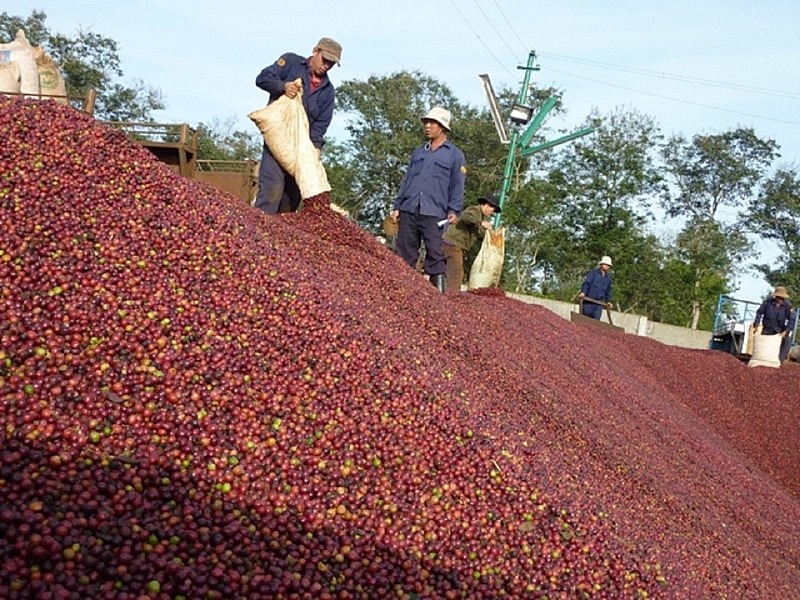 Giá cà phê trong nước ngày 30/12 tăng 1.100 đồng/kg. Giá cà phê trong nước ngày 30/12 tăng 1.100 đồng/kg.